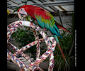 Green-winged Macaw