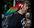 Green-winged Macaw