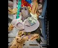 Hahn's Macaw