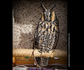 Long-eared Owl