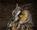 Long-eared Owl