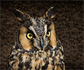 Long-eared Owl