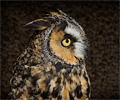 Long-eared Owl