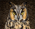 Long-eared Owl