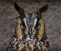 Long-eared Owl