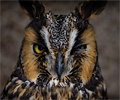 Long-eared Owl