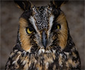 Long-eared Owl