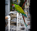 Military Macaw