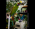 Military Macaw