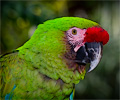 Military Macaw