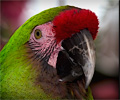 Military Macaw