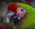 Military Macaw