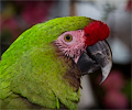 Military Macaw
