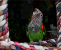 Orange-winged Amazon Parrot