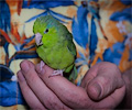Pacific Parrotlet