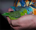 Pacific Parrotlet