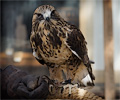 Rough-legged Hawk