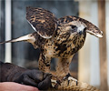 Rough-legged Hawk