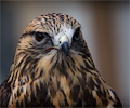 Rough-legged Hawk
