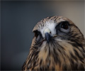 Rough-legged Hawk