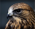 Rough-legged Hawk