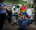 Scarlet Macaw