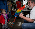 Scarlet Macaw