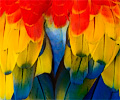 Scarlet Macaw