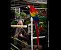 Scarlet Macaw