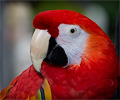Scarlet Macaw