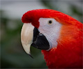 Scarlet Macaw
