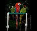 Scarlet Macaw