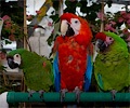 Scarlet Macaw