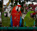 Scarlet Macaw