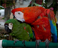 Scarlet Macaw