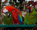 Scarlet Macaw
