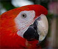 Scarlet Macaw