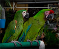Severe Macaw