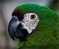 Severe Macaw