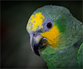 Yellow-headed Amazon Parrot