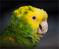Bath Bird Day