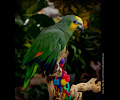 Yellow-headed Amazon Parrot