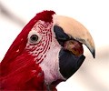 Green Winged Macaw