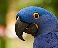 Hyacinth Macaw