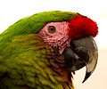 Military Macaw