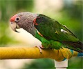 Cape Parrot