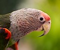 Cape Parrot