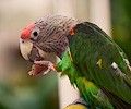 Cape Parrot