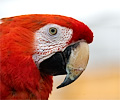 Scarlet Macaw