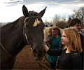 Stable Girl